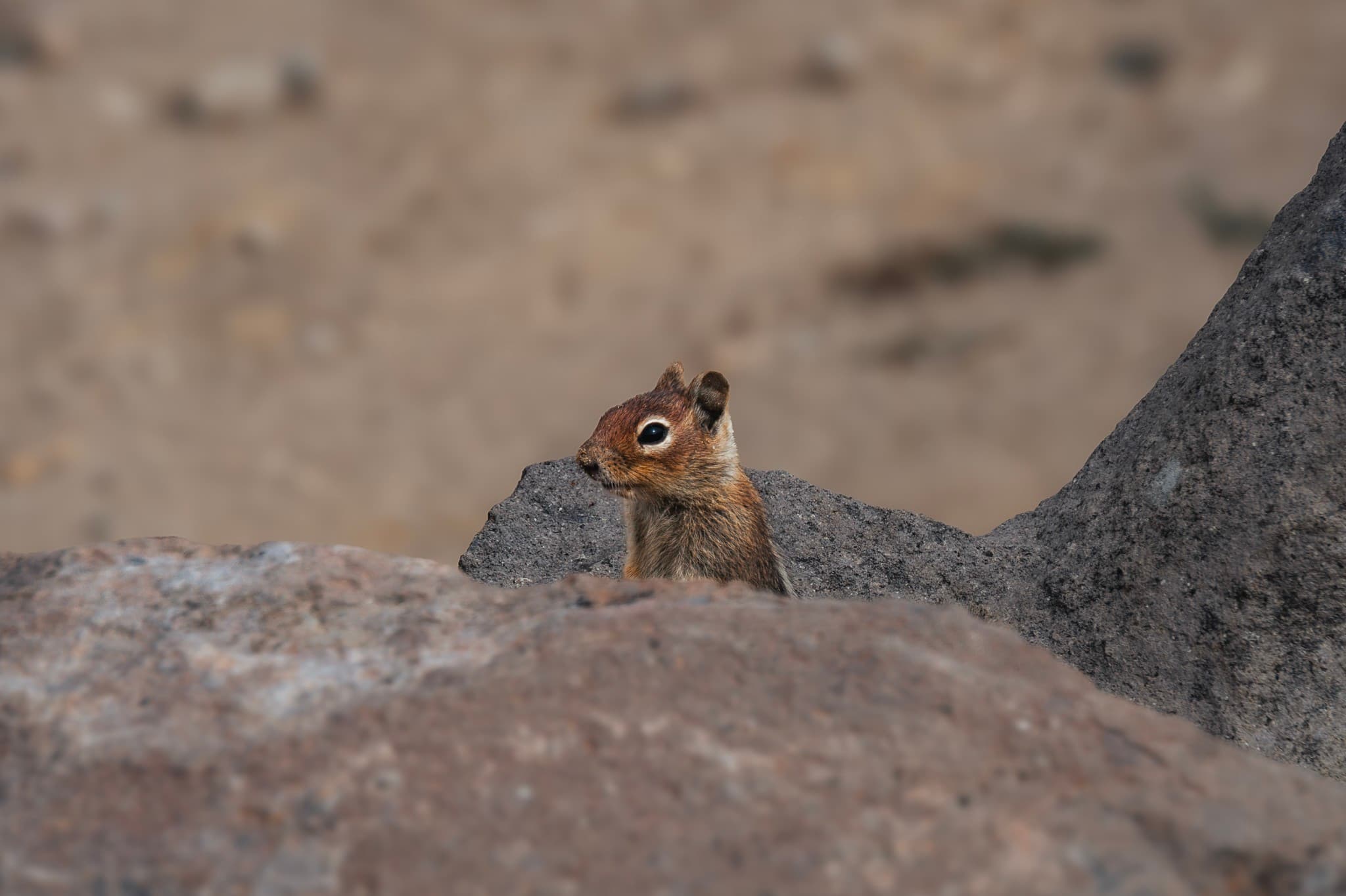 A chipmunk perched on a rock with a blurred background