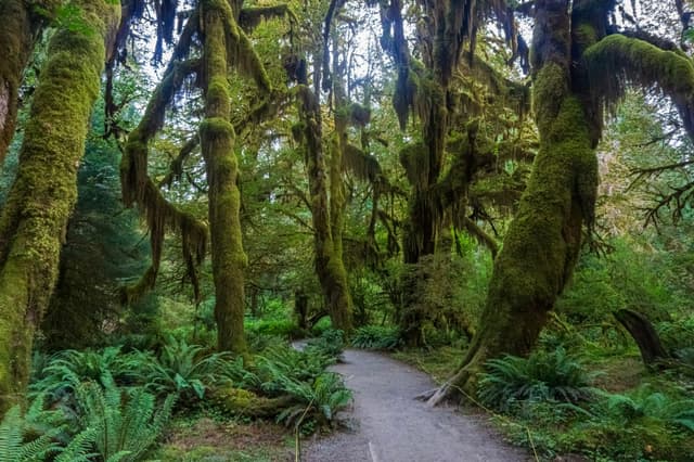 Paved trail winding through a dense, moss-covered forest with lush ferns