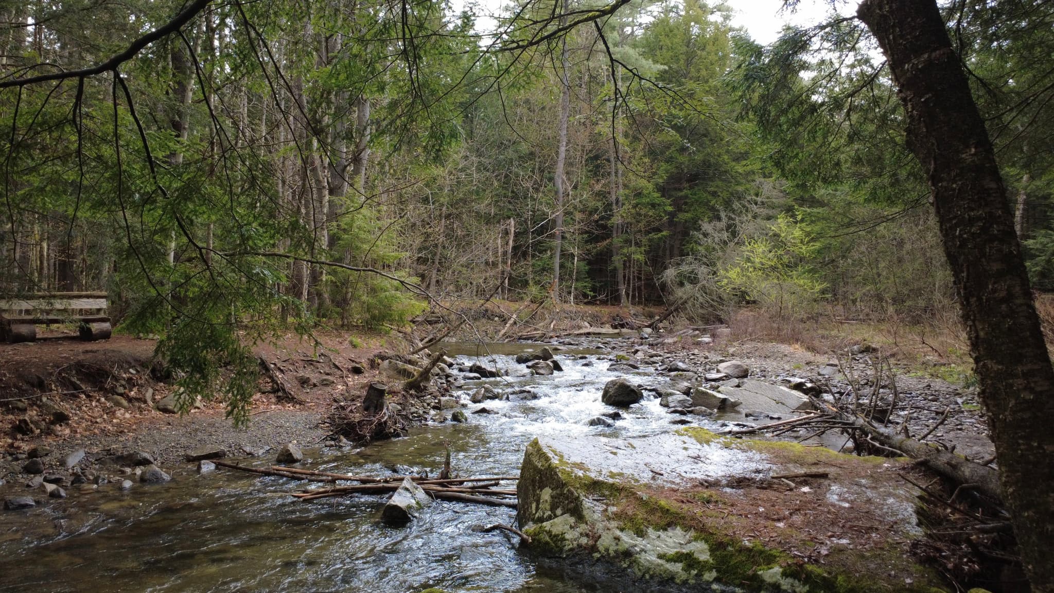 A natural landscape featuring a small creek winding through a wooded area with mossy rocks and a wooden bench visible on the bank.