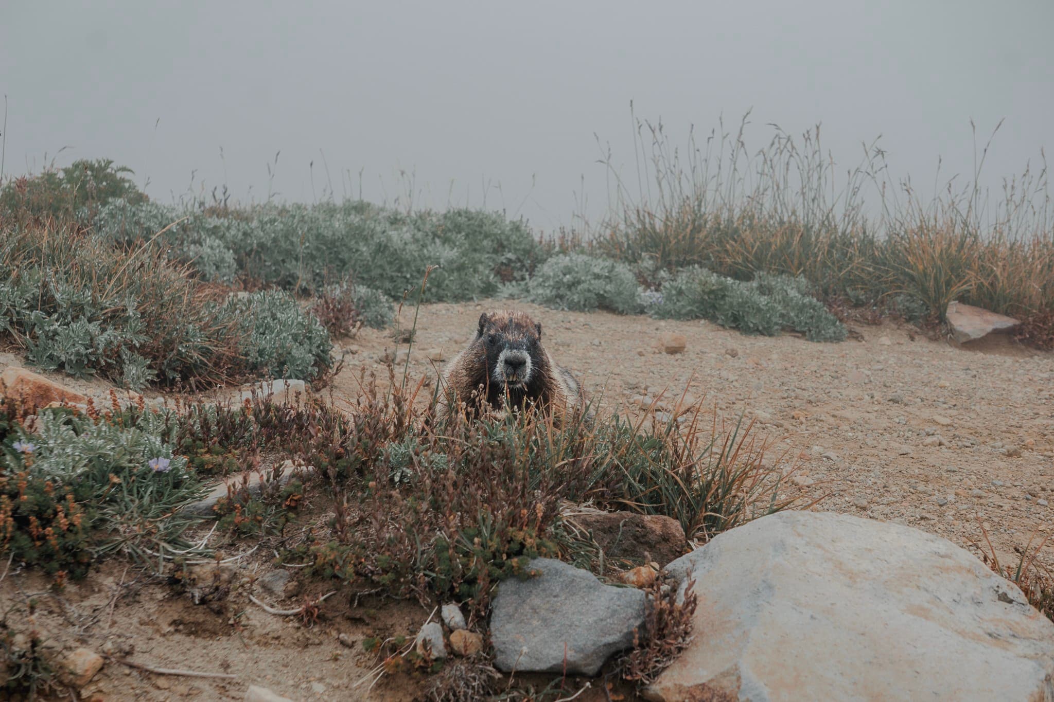 A dog sits on a sandy path surrounded by low vegetation in foggy conditions
