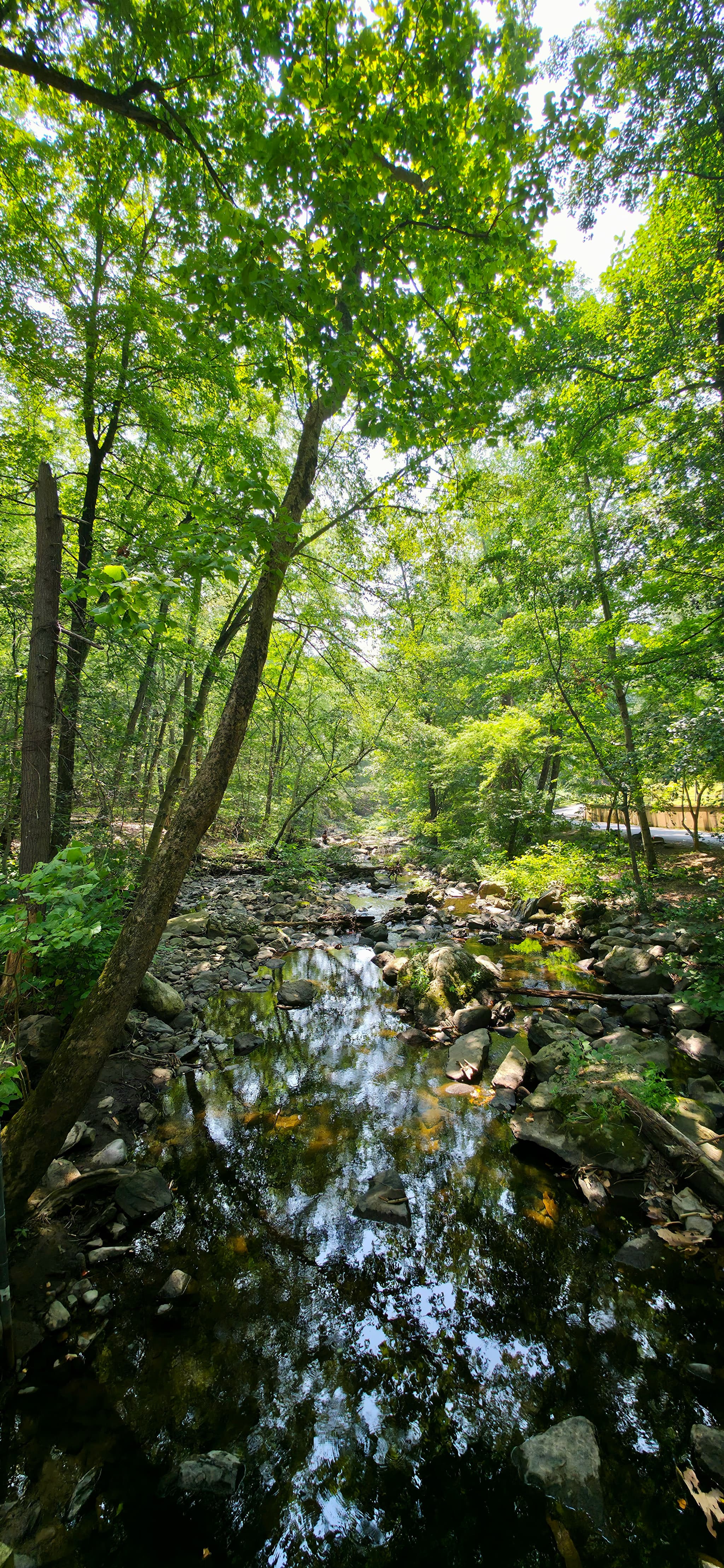 Serene Forest Stream