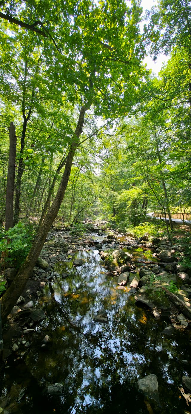 Serene Forest Stream