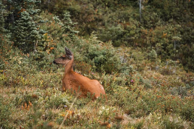 A reddish-brown roe deer rests in a grassy field bordered by dense vegetation