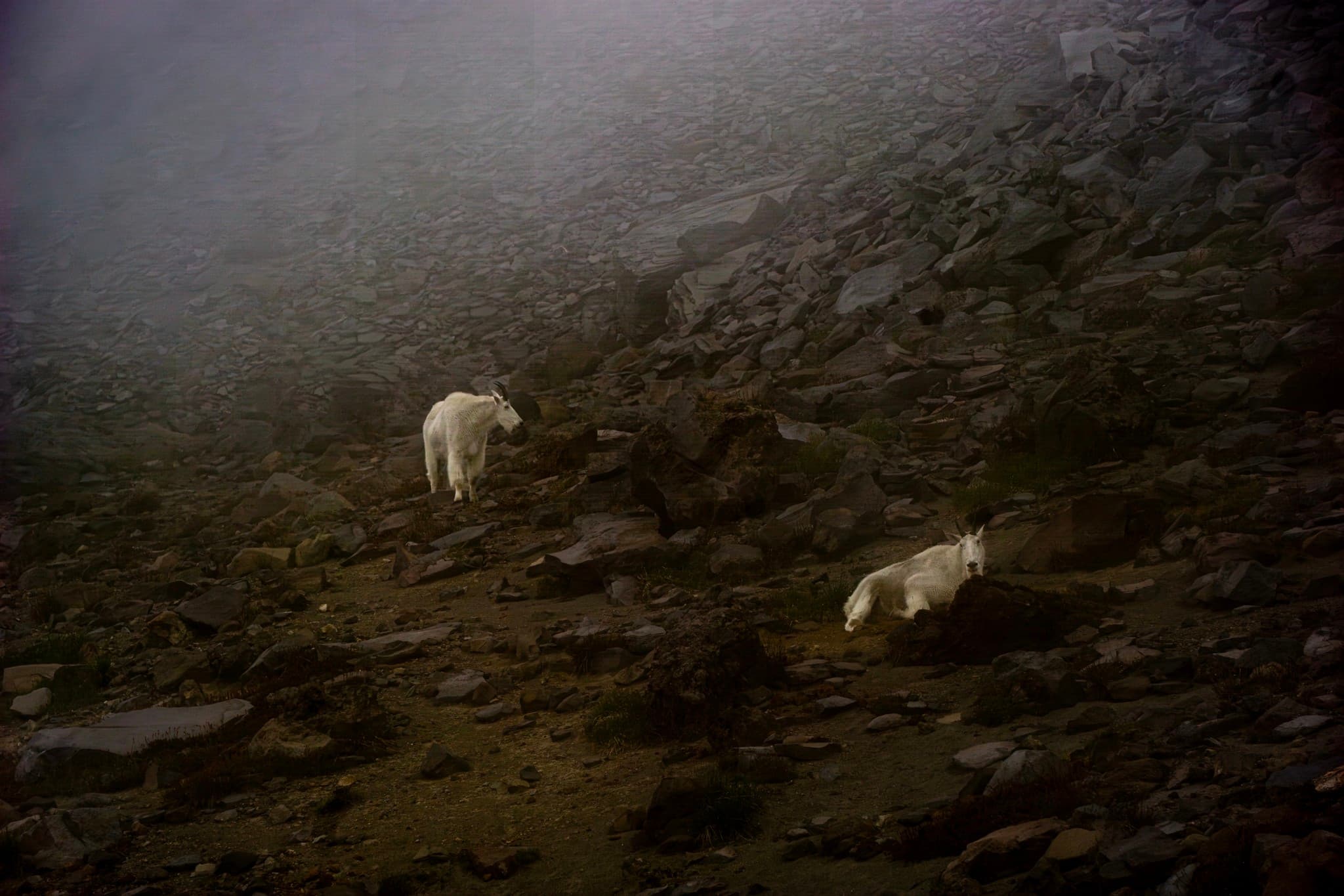 Mountain Goats in Mt Rainier