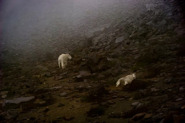 Mountain Goats in Mt Rainier