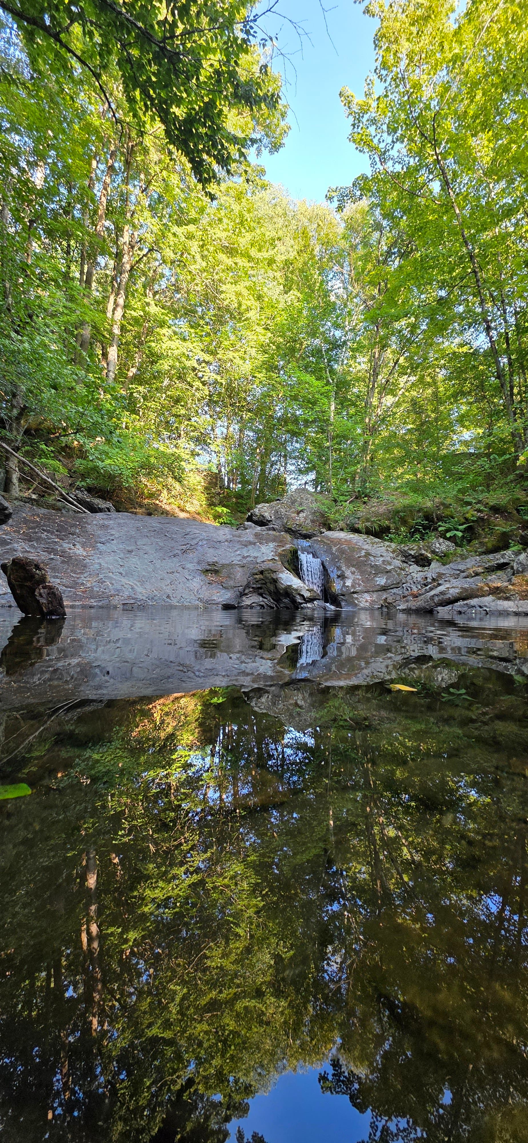 Serene Forest Reflection