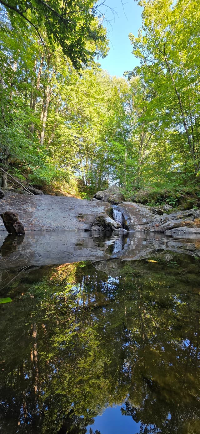 Serene Forest Reflection