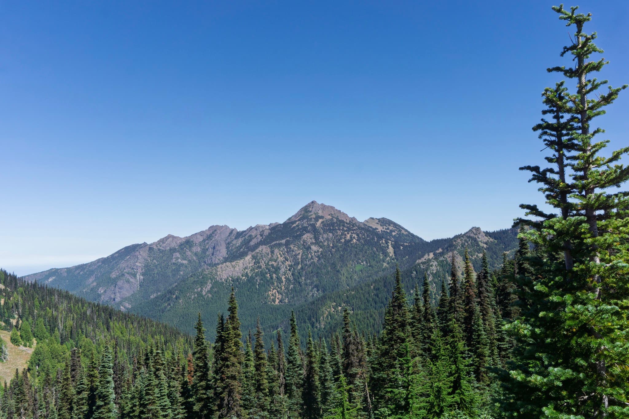 A rocky mountain peak rises above a dense forest of coniferous trees under a clear blue sky