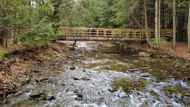 Serene Forest Stream